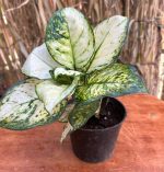 ⁦اجلونيما سوبر وايت - مشتل اسكندرية⁩ - الصورة ⁦3⁩