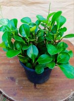 ⁦بيروميا - مشتل  اسكندرية⁩ - الصورة ⁦2⁩