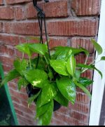 ⁦بوتس اخضر - مشتل اسكندرية⁩ - الصورة ⁦2⁩