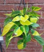 ⁦اسكاندس صغير - مشتل اسكندرية⁩ - الصورة ⁦2⁩