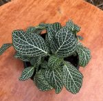 ⁦فيتونيا اخضر - مشتل اسكندرية⁩ - الصورة ⁦2⁩