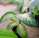 ⁦دفنباخيا - مشتل اسكندرية⁩ - الصورة ⁦2⁩