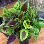 كاليوس مستورد رقم 1 - مشتل اسكندرية