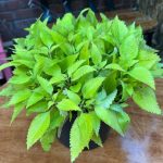 كاليوس مستورد رقم 3 - مشتل اسكندرية