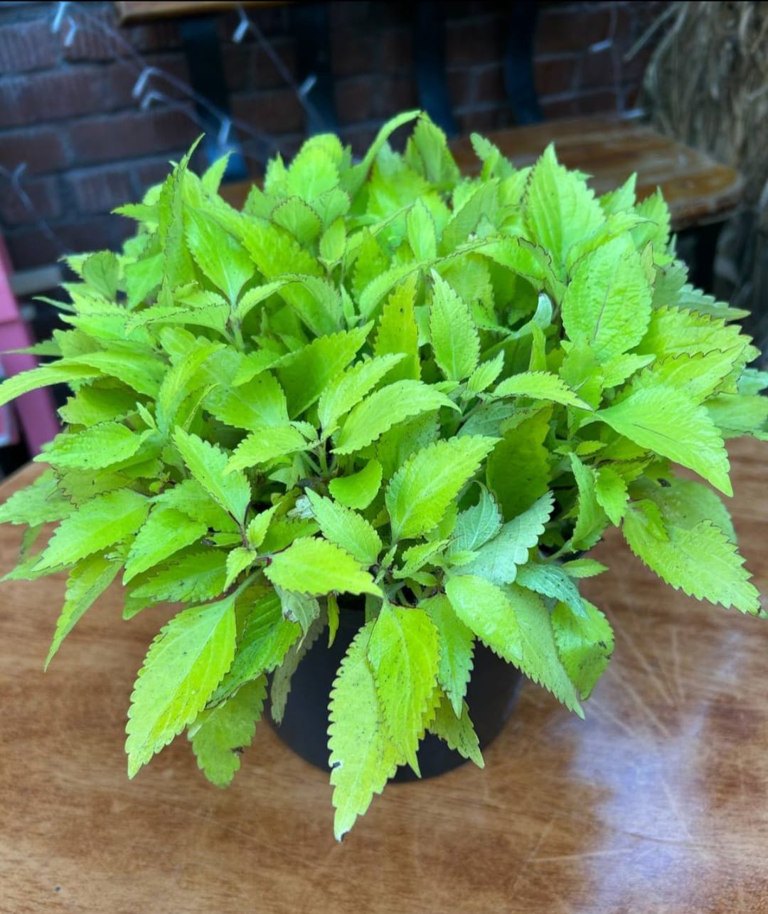 WhatsApp Image 2026-03-02 at 10.41.59 PM كاليوس مستورد رقم 3 - مشتل اسكندرية - الصورة 1