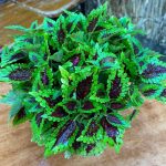 كاليوس مستورد رقم 2 - مشتل اسكندرية