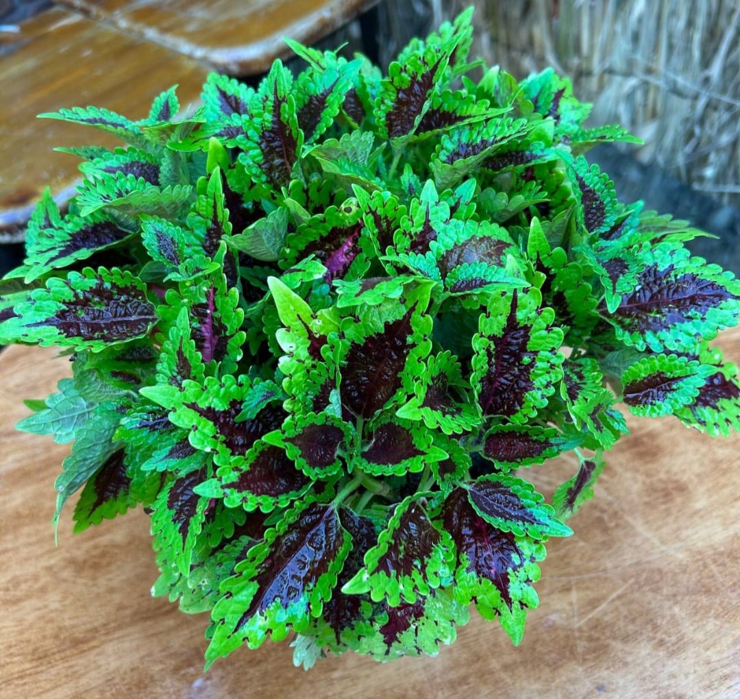 WhatsApp Image 2026-03-02 at 10.44.57 PM (1) كاليوس مستورد رقم 2 - مشتل اسكندرية - الصورة 1