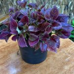 كاليوس مستورد رقم 4 - مشتل اسكندرية