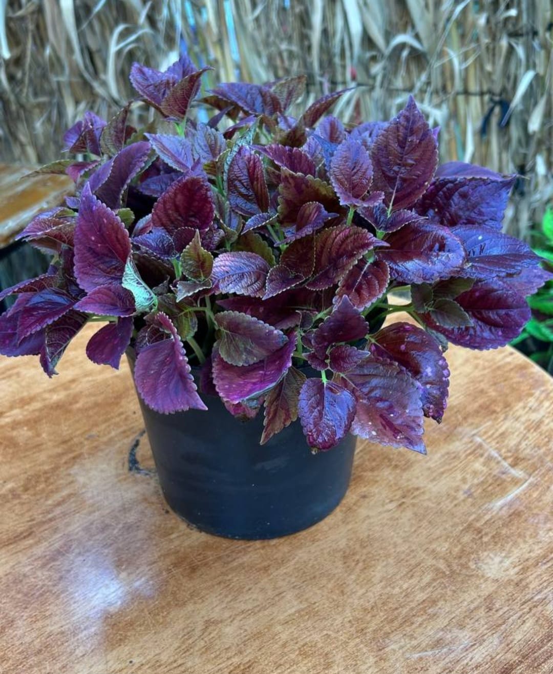 WhatsApp Image 2026-03-02 at 10.51.29 PM كاليوس مستورد رقم 4 - مشتل اسكندرية - الصورة 1