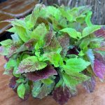 كاليوس مستورد رقم 5 - مشتل اسكندرية