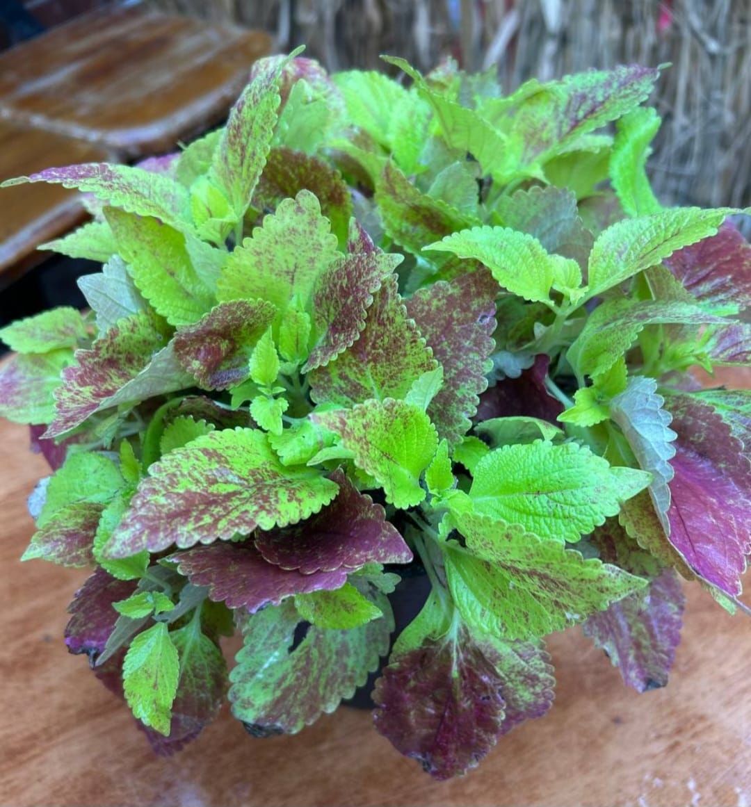 WhatsApp Image 2026-03-02 at 10.51.30 PM كاليوس مستورد رقم 5 - مشتل اسكندرية - الصورة 1