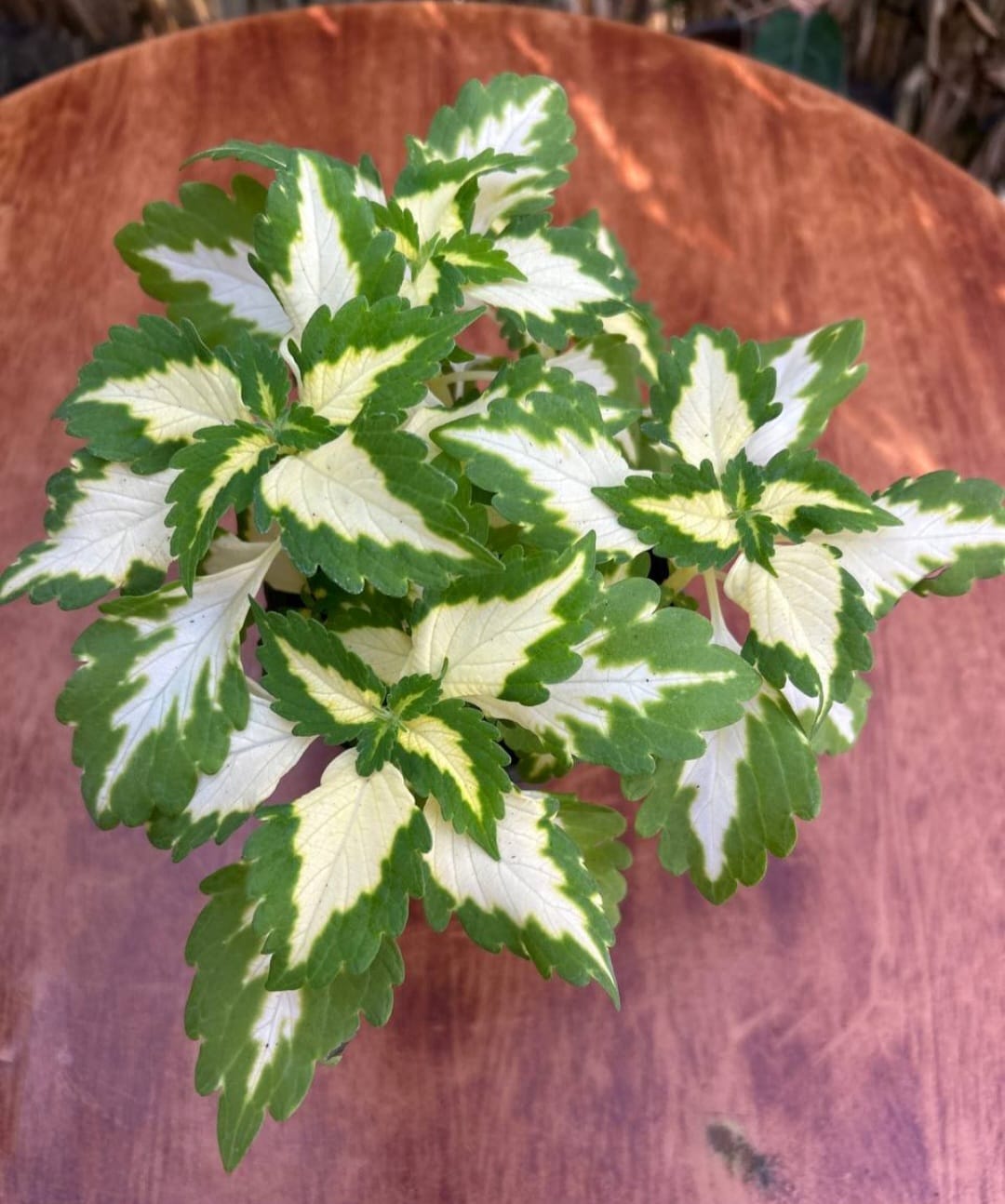 WhatsApp Image 2026-03-02 at 11.06.52 PM (1) كاليوس مستورد رقم 7- مشتل اسكندرية - الصورة 1