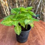 كاليوس مستورد رقم 6 - مشتل اسكندرية