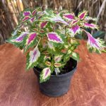 كاليوس مستورد رقم 8 - مشتل اسكندرية