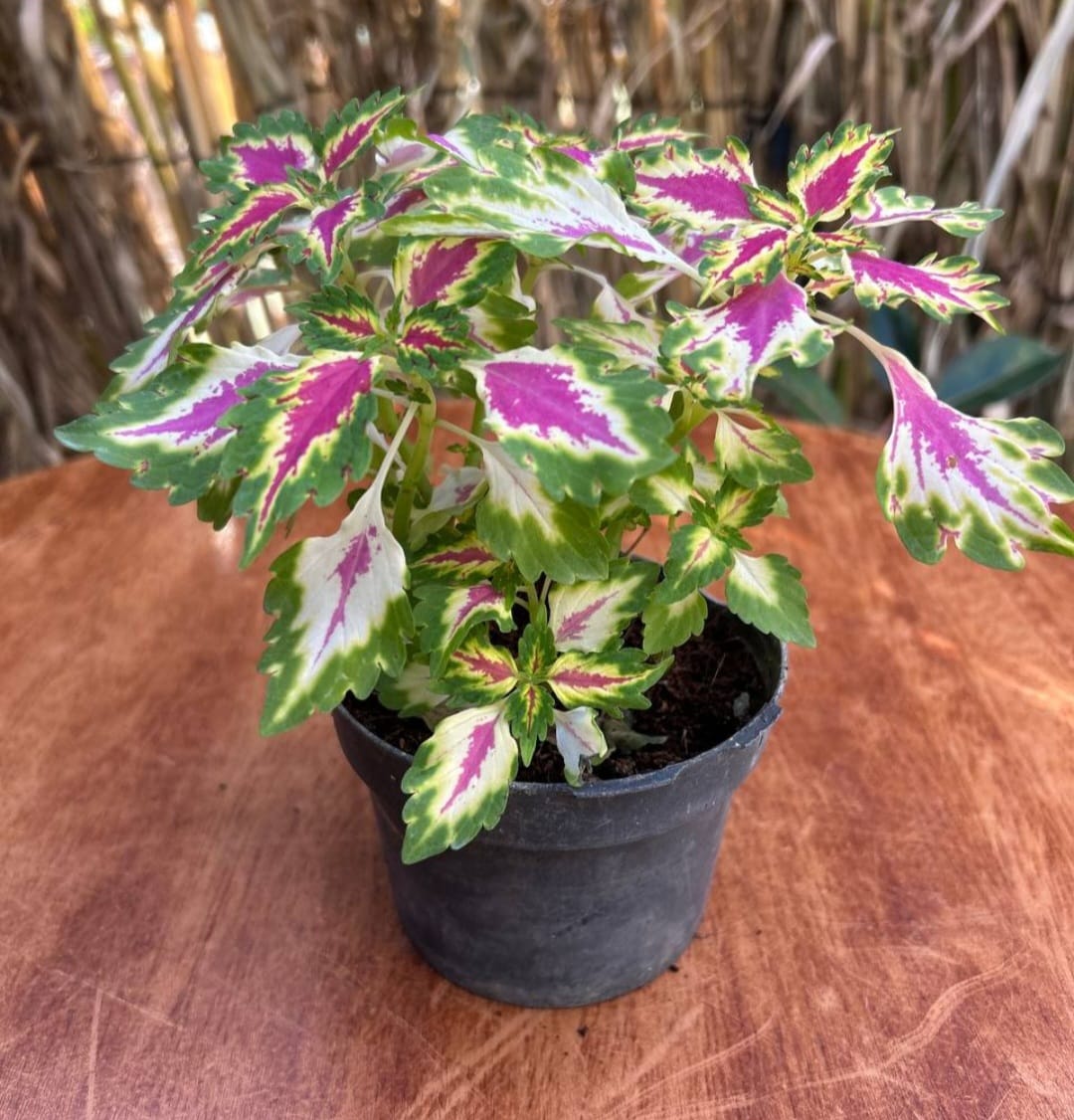 WhatsApp Image 2026-03-02 at 11.06.52 PM (2) كاليوس مستورد رقم 8 - مشتل اسكندرية - الصورة 1