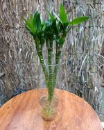 ⁦بامبو لوتس 60 سم  - مشتل اسكندرية⁩ - الصورة ⁦2⁩