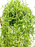 ⁦مسبحة موز - مشتل اسكندرية⁩ - الصورة ⁦2⁩