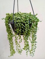 ⁦مسبحة لؤلؤ -مشتل اسكندرية⁩ - الصورة ⁦2⁩