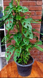 ⁦مونستيرا ادنسوني استيك - مشتل اسكندرية⁩ - الصورة ⁦2⁩