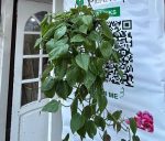 ⁦اسكاندس اخضر - مشتل اسكندرية⁩ - الصورة ⁦2⁩