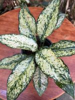 ⁦اجلونيما وايت اسبلاش - مشتل اسكندرية⁩ - الصورة ⁦2⁩