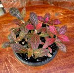 ⁦قيتونيا احمر -مشتل اسكندرية⁩ - الصورة ⁦2⁩