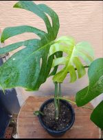 ⁦مونستيرا القفص الصدري - مشتل اسكندرية⁩ - الصورة ⁦2⁩