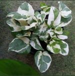 ⁦بوتس انجوي - مشتل اسكندرية⁩ - الصورة ⁦2⁩