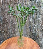 ⁦بامبو مقاس 80 سم - مشتل اسكندرية⁩ - الصورة ⁦2⁩