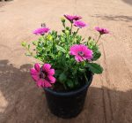 ⁦مونفتيكا موف⁩ - الصورة ⁦2⁩