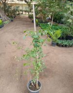 ⁦ياسمين اسطنبولي استيك⁩ - الصورة ⁦2⁩