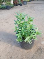 ⁦نعناع سعودي حجم كبير⁩ - الصورة ⁦2⁩