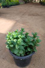 ⁦نعناع سوري كبير⁩ - الصورة ⁦2⁩