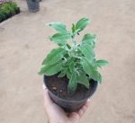 ⁦مرمرية⁩ - الصورة ⁦2⁩