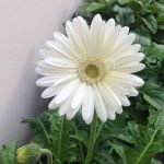 مونفتيكا ابيض