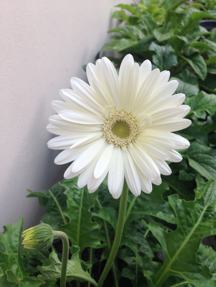 download (1) مونفتيكا ابيض - الصورة 1