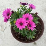 مونفتيكا موف