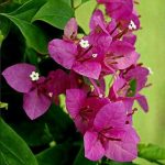 جهنميه جلابرا