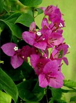 جهنميه جلابرا