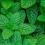 نعناع سوري كبير