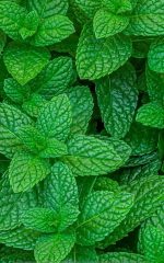 نعناع سوري كبير