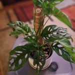 مونستيرا ادنسوني استيك - مشتل اسكندرية