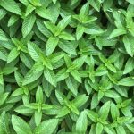 نعناع سعودي حجم كبير