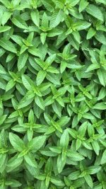 نعناع سعودي حجم كبير