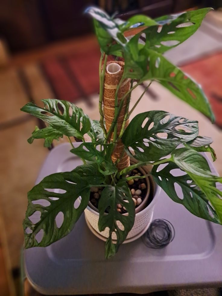 download (4) مونستيرا ادنسوني استيك - مشتل اسكندرية - الصورة 1