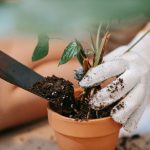 سماد بوتاسيوم - مشتل اسكندرية