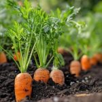 سماد هيومك اسيد - مشتل اسكندرية