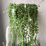 مسبحة لؤلؤ -مشتل اسكندرية