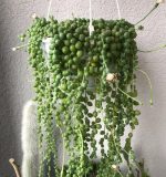 مسبحة لؤلؤ -مشتل اسكندرية