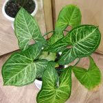 سونجونيوم - مشتل اسكندرية